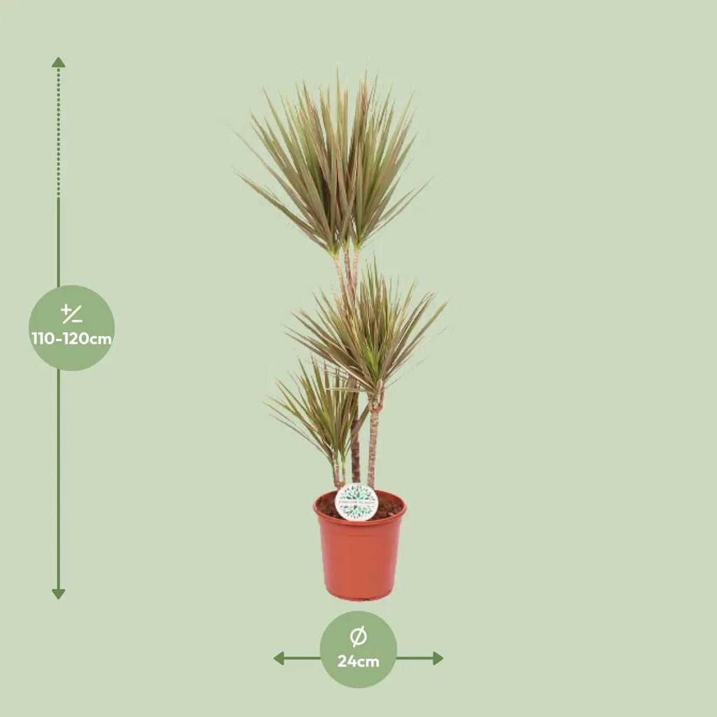 Dracaena Bicolor  mit Verpackung