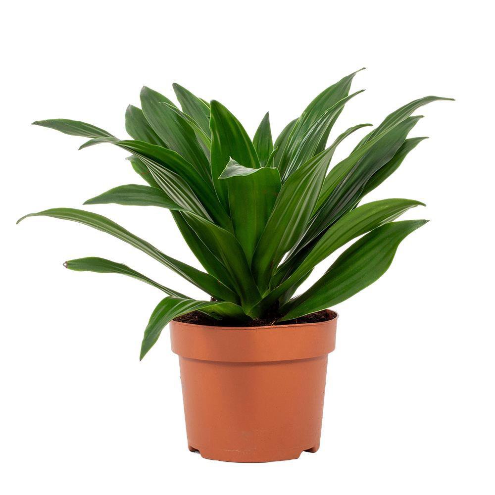 „Dracaena Compact 12 cm Zimmerpflanze im Topf Ø12 cm – Gesamtansicht ca. 28 cm“