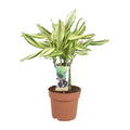 Dracaena DiamondDream Carrousssel Zimmerpflanze silbrig grün gestreifte Blätter im Topf bei Auslieferung