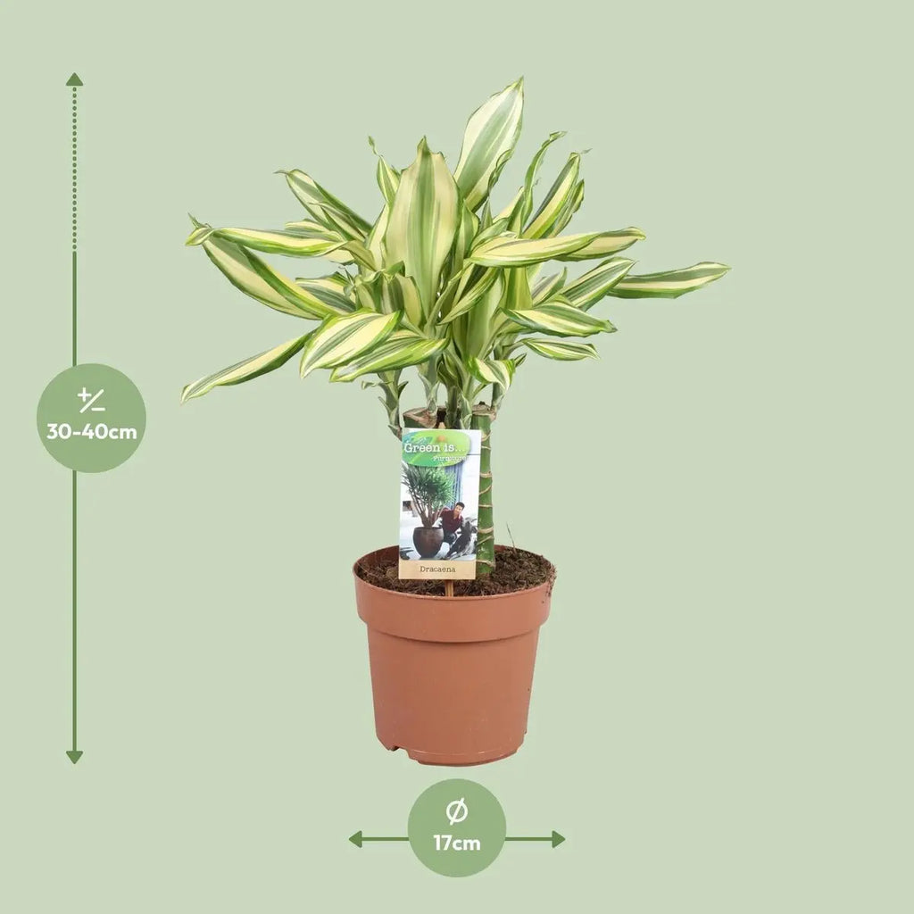 Dracaena DiamondDream Carrousssel 2 Visualisierung der Größe und des Durchmessers der Pflanze bei Auslieferung