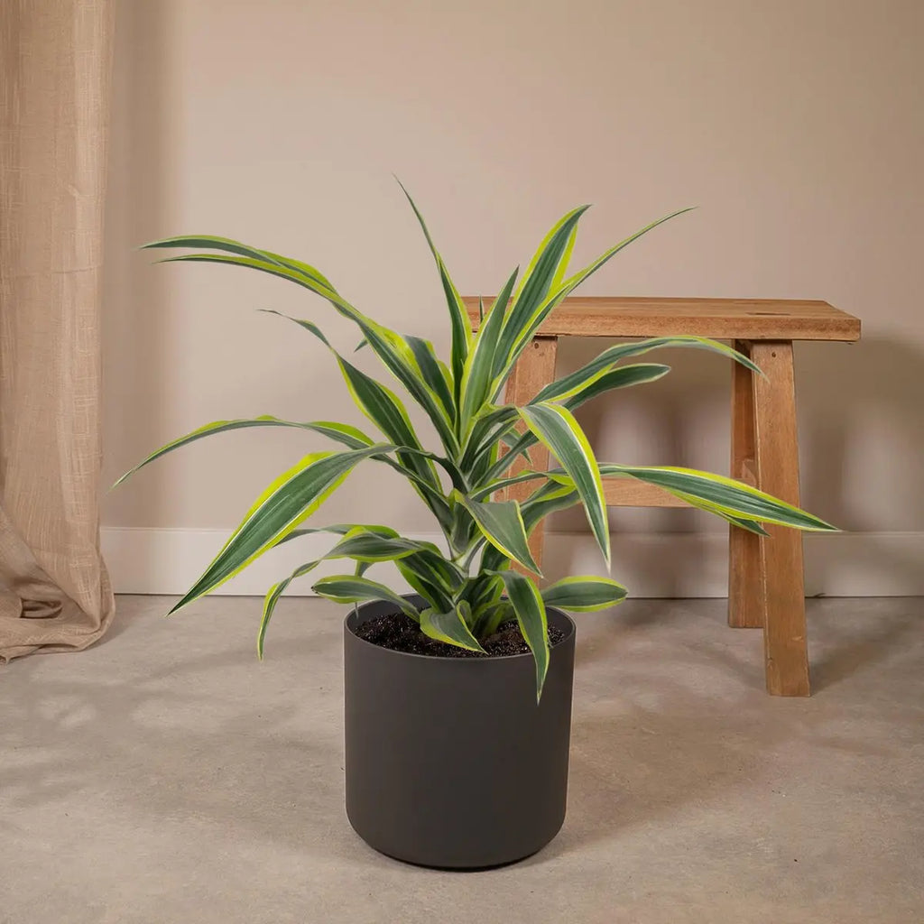 Dracaena Fragrans Lemon Lime Standort halbschattig indirektes Licht
