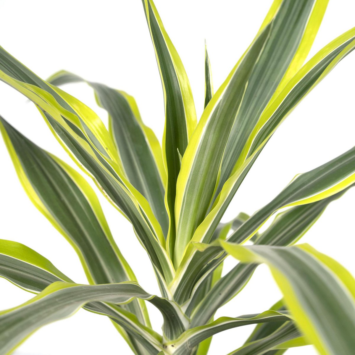 Dracaena Fragrans Lemon Lime Nahaufnahme der Blätter