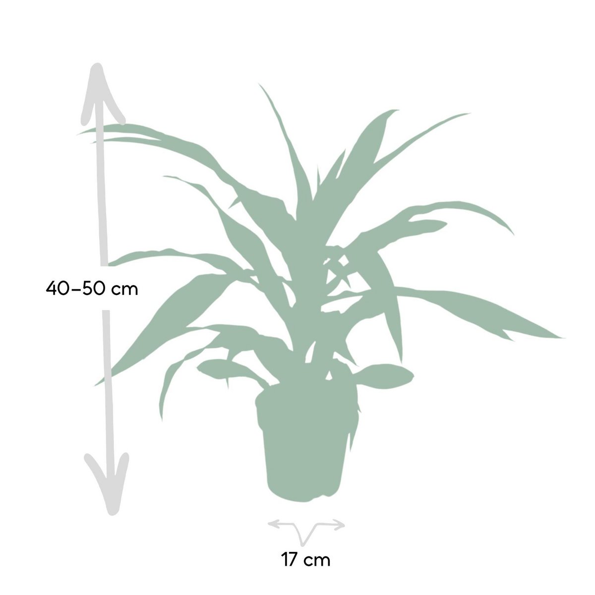 Größenvergleich Dracaena_Fragrans_Lemon_Lime_
