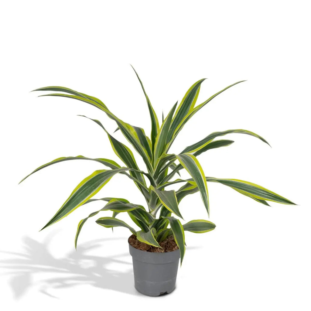 Dracaena Fragrans Lemon Lime 40 cm im Kulturtopf Ø17 cm