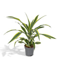 Dracaena Fragrans Lemon Lime 40 cm im Kulturtopf Ø17 cm