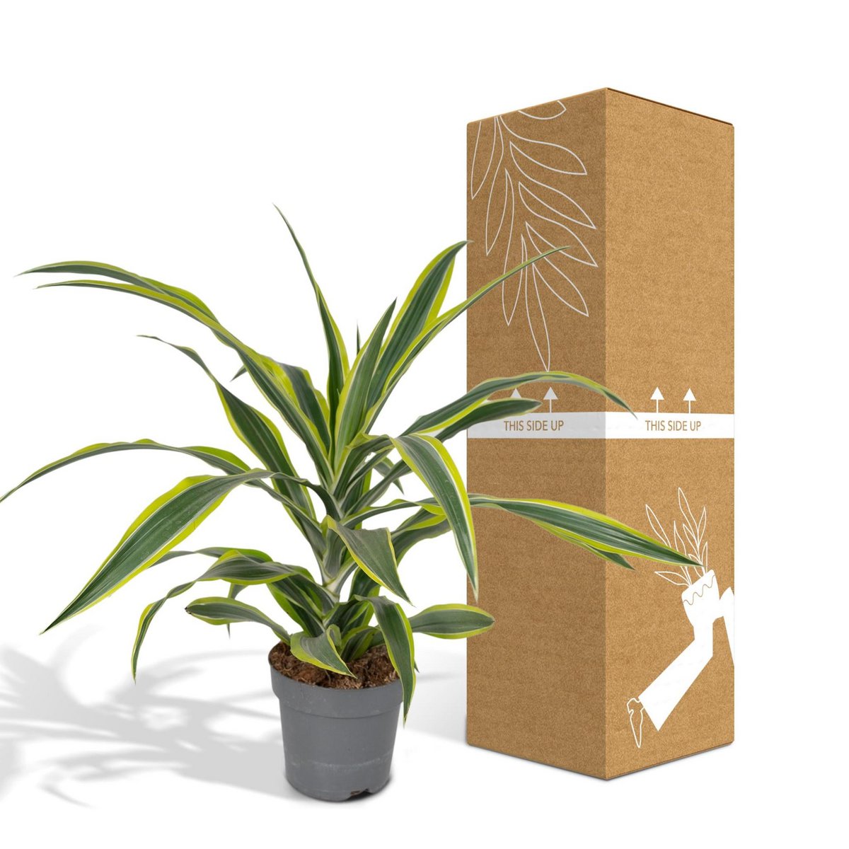 Dracaena_Fragrans_Lemon_Lime mit bruch- und transportsicherer Versandverpackung