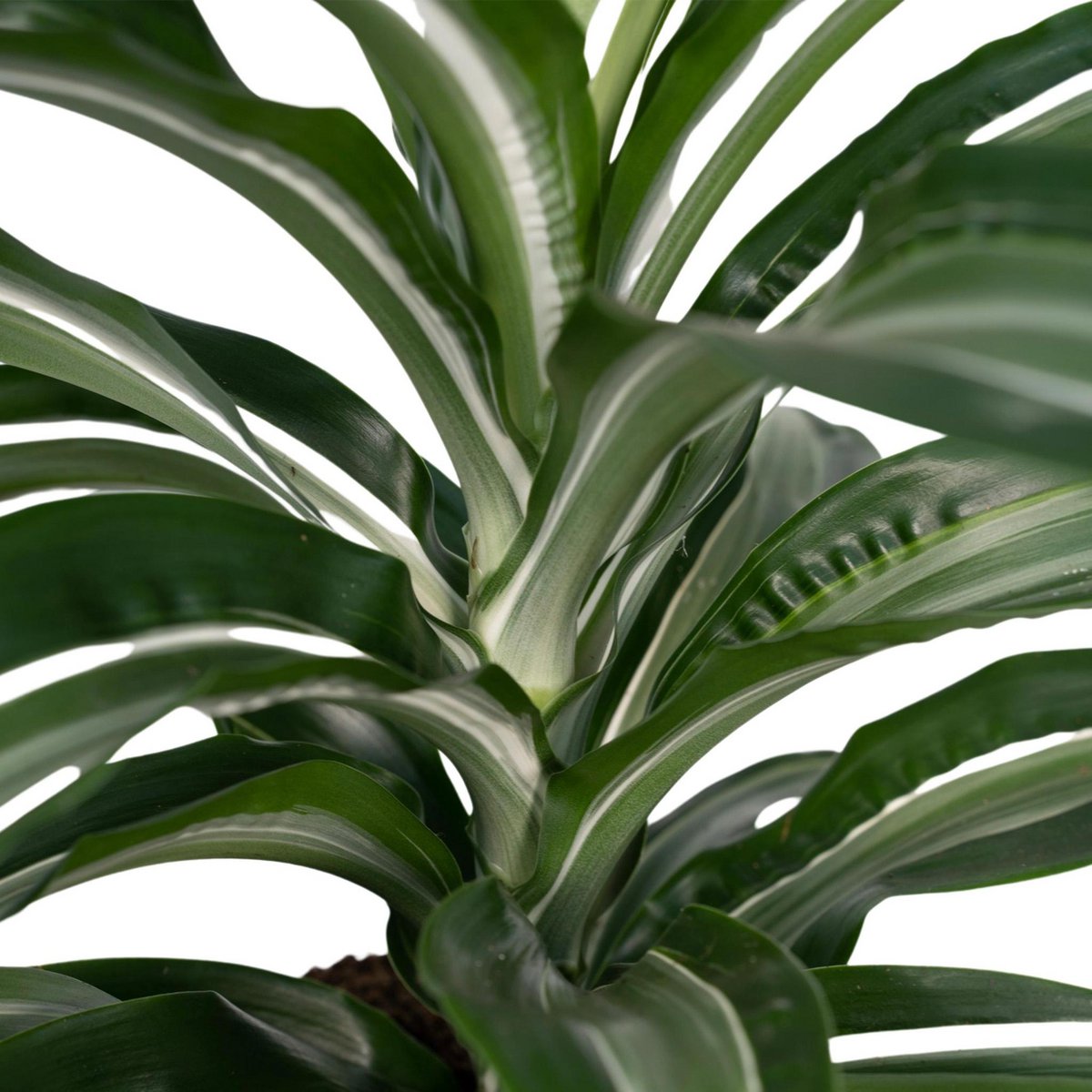 Dracaena Fragrans Weißes Fell Blattdetail samtig-helle Blattzeichnung“Nahaufnahe der Blätter