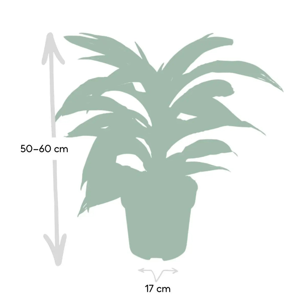 Visualisierung der Lieferhöhe und des Durchmesser der Dracaena Fragrans Weißes Fell bei Anlieferung 