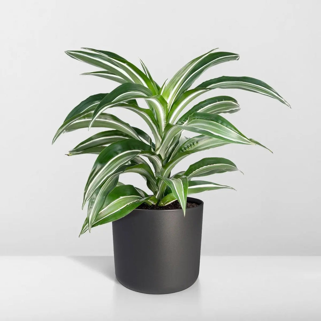 Bild einer Dracaena fragrans im Fotostudio