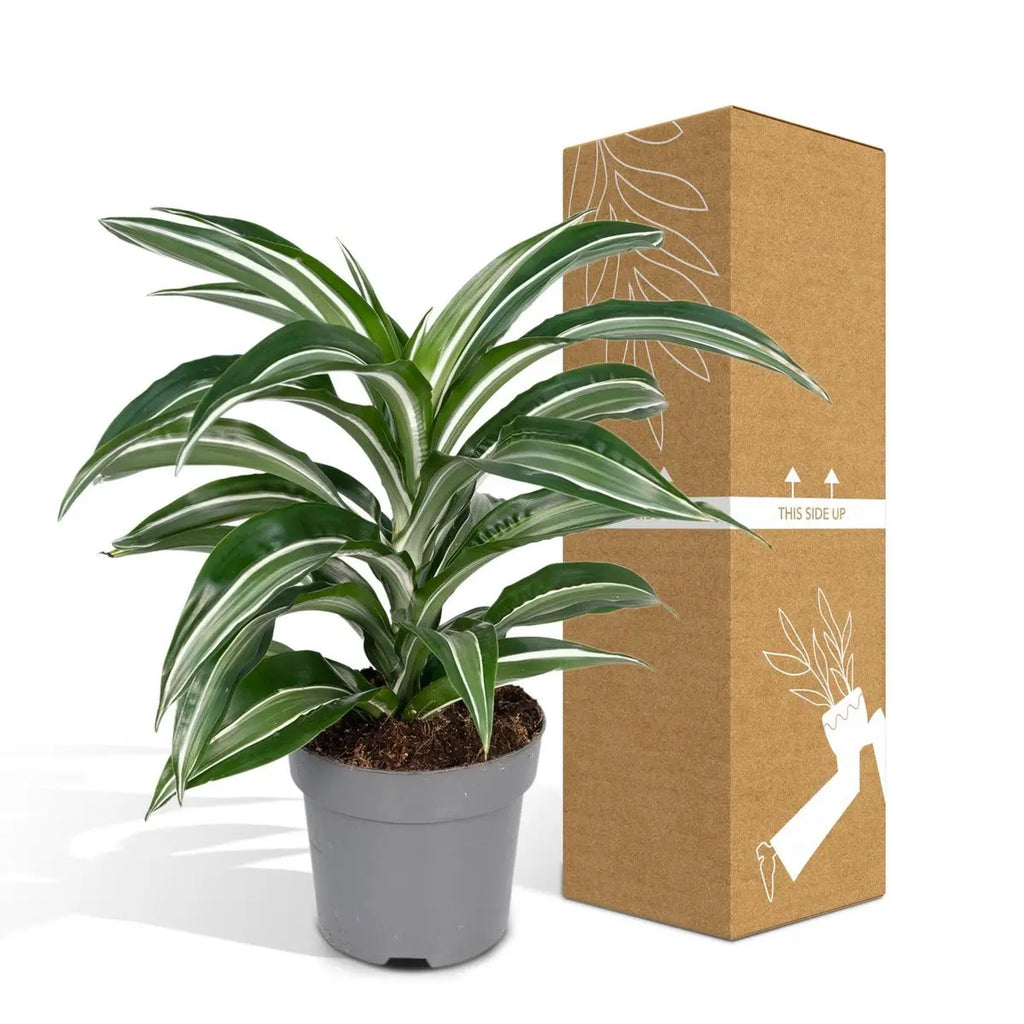 Dracaena Fragrans neben transportgesicherter Versandverpackung vor dem Versand