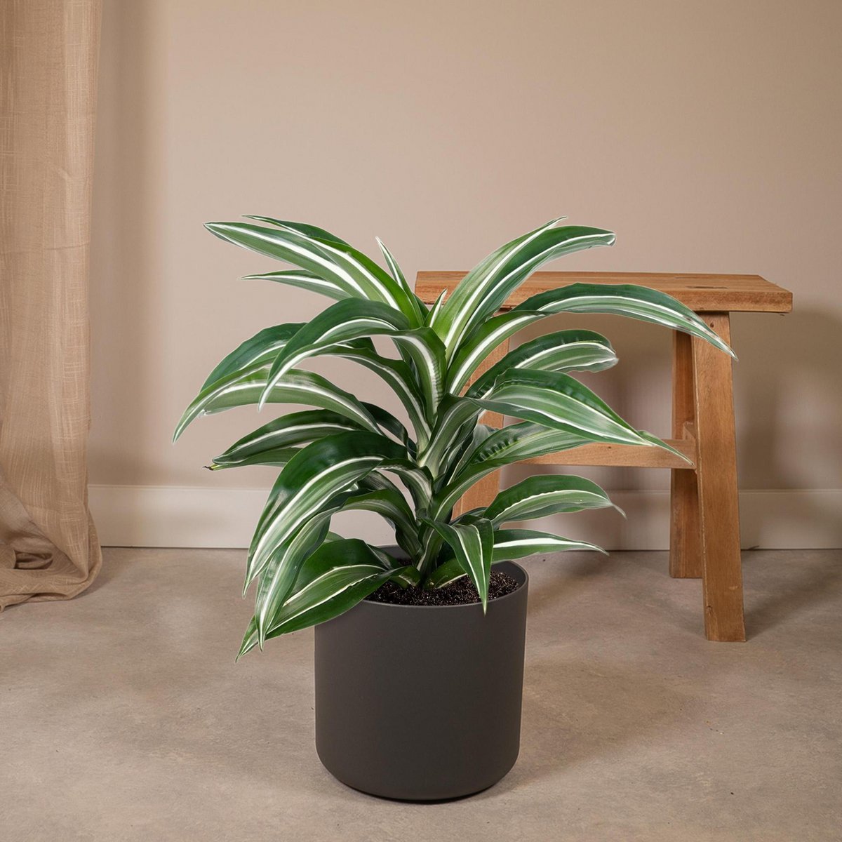 Dracaena Fragrans Weißes Fell als Pflanze im Büro bei indirektem Licht