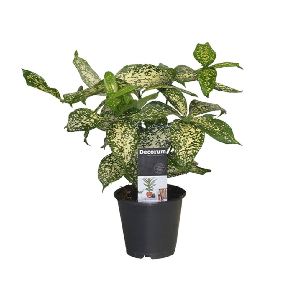 Dracaena Godsefiana Drachenbaum im Topf Ø12 cm mit dekorativen grünen Blättern