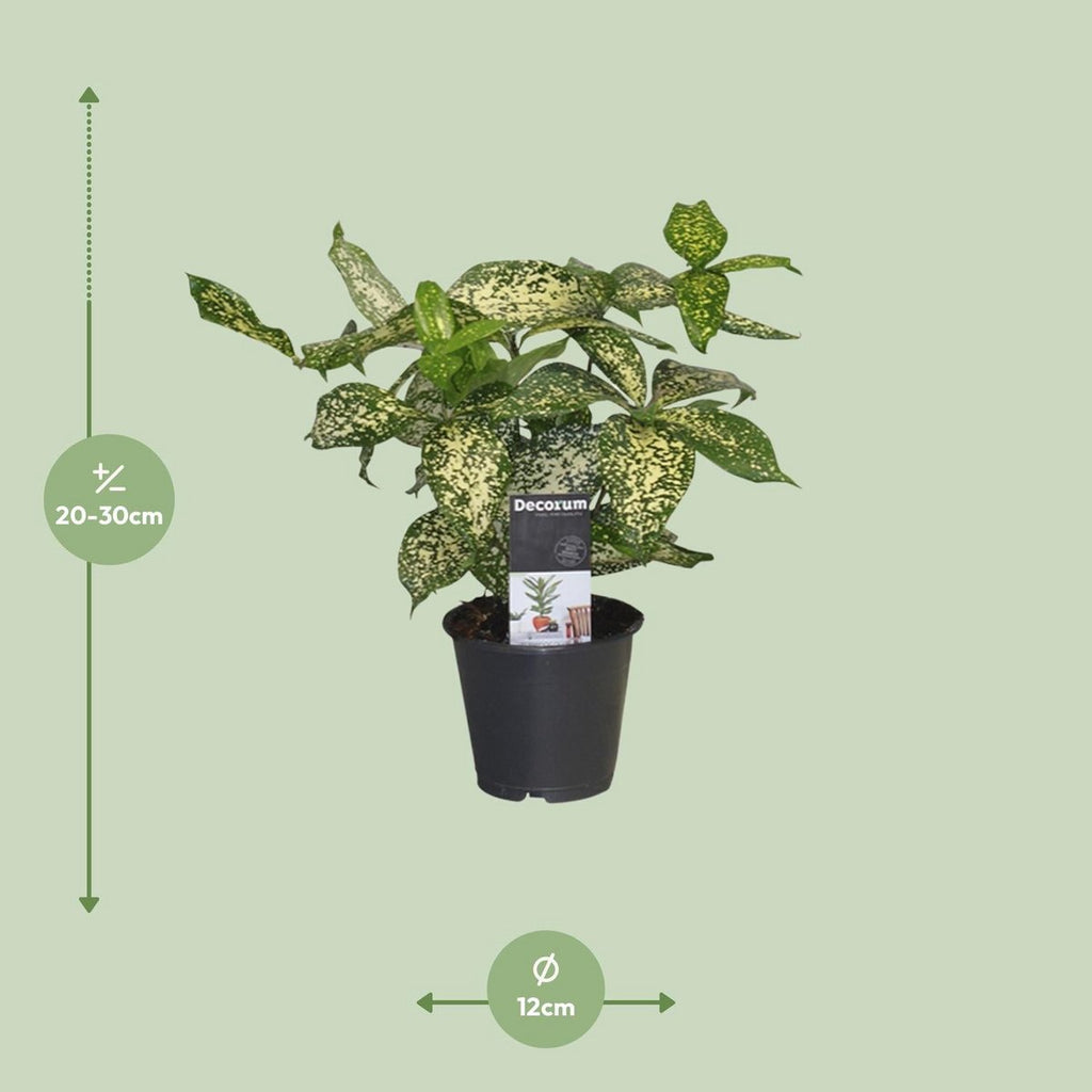 Liefergröße Dracaena Godsefiana Drachenbaum