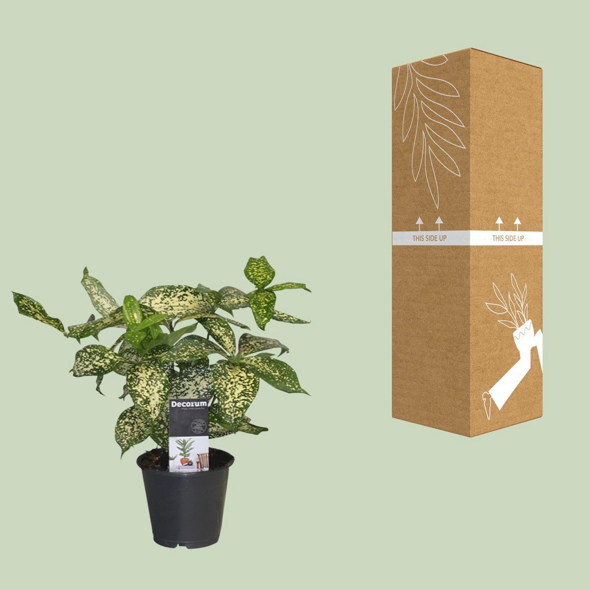 Versandverpackung Dracaena Godsefiana Drachenbaum