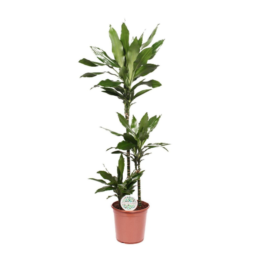 Dracaena Janet Lind Zimmerpflanze ca. 130 cm hoch im Topf Ø24 cm