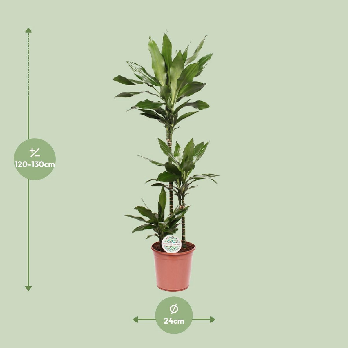 Visualisierung der Liefergröße der Dracaena Janet Lind 