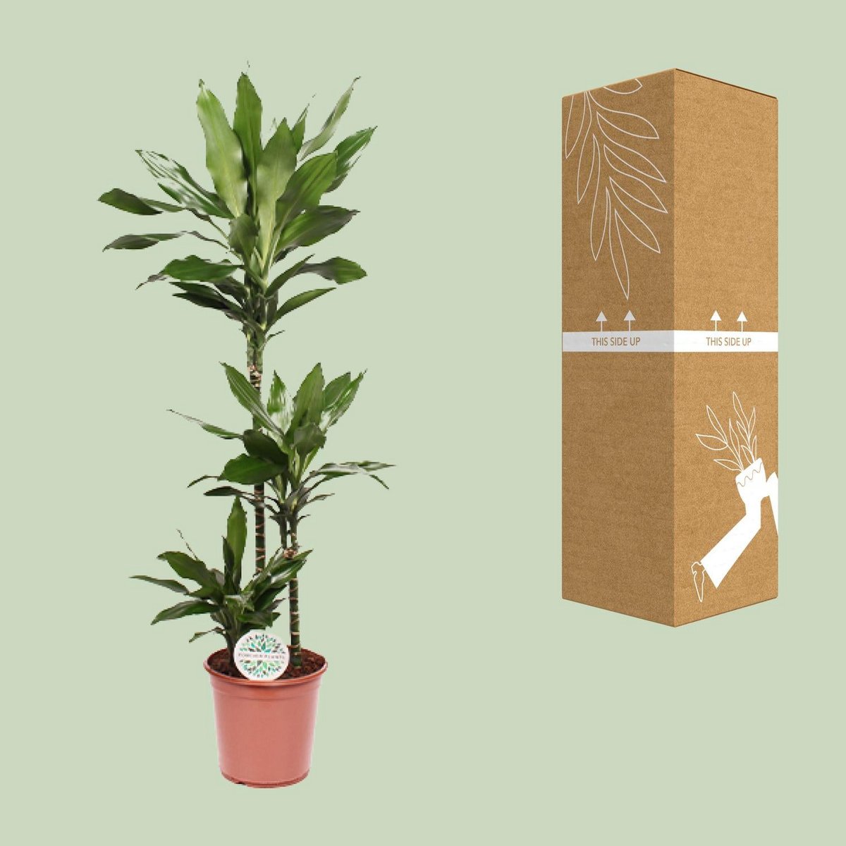 Dracaena Janet Lind mit Versandverpackung