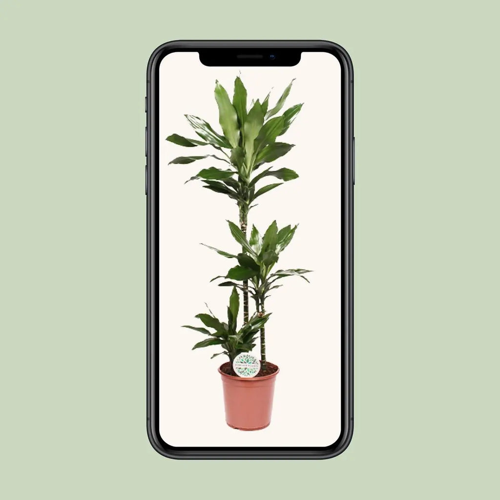 Dracaena Janet Lind  Foto in der Mobil-Ansicht