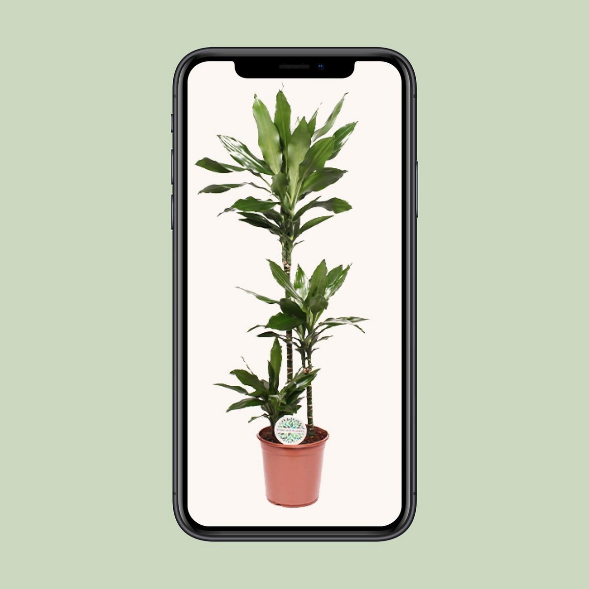 Dracaena Janet Lind  Foto in der Mobil-Ansicht