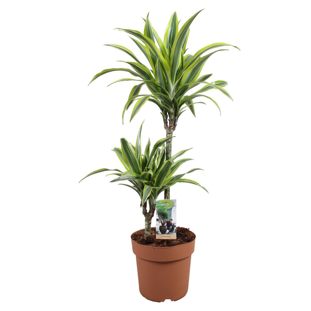 Dracaena Lemon Lime 45-15 Drachenbaum Zimmerpflanze ca. 90 cm Topf 21 cm