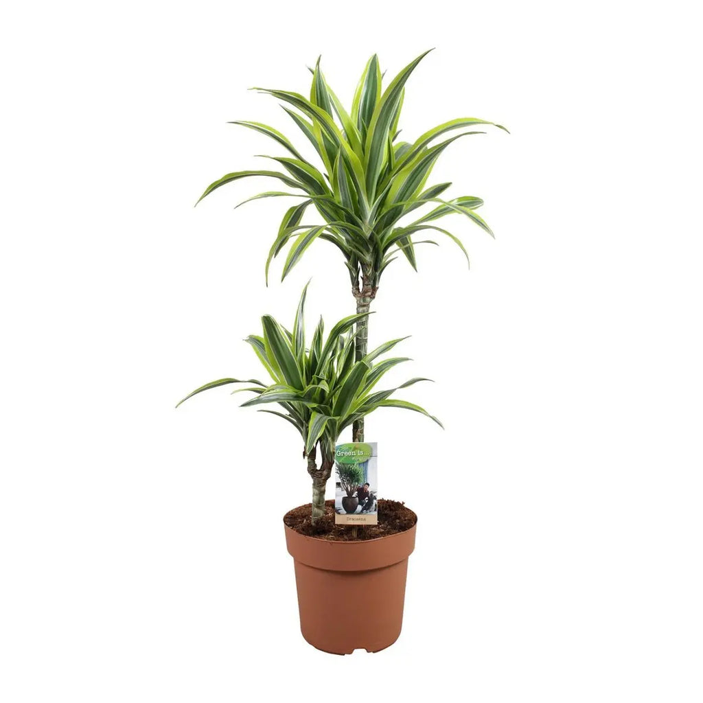 Dracaena Lemon Lime Blattdetail leuchtend grün geschwungene Blätter