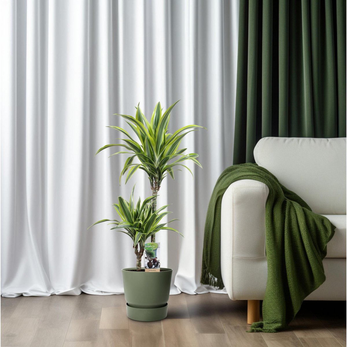 Dracaena Lemon Lime pflegeleichte Zimmerpflanze für Büro und Wohnzimme
