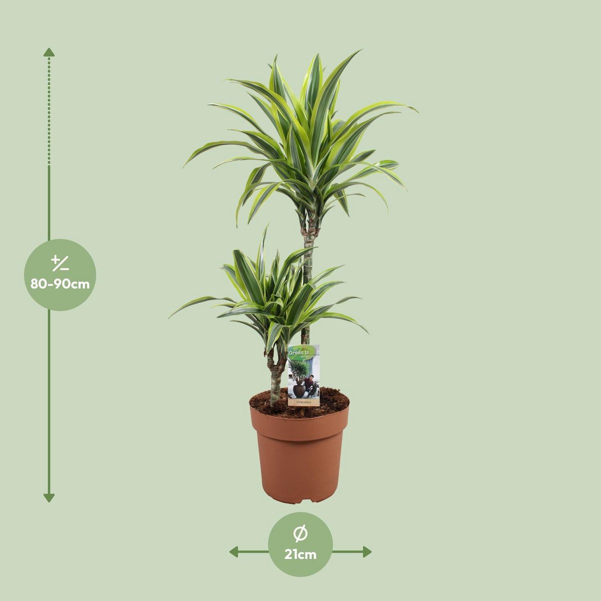 Dracaena Lemon Lime Visualisierung der Höhe und des Durchmessers (80-90 cm, 21 cm) bei Auslieferung