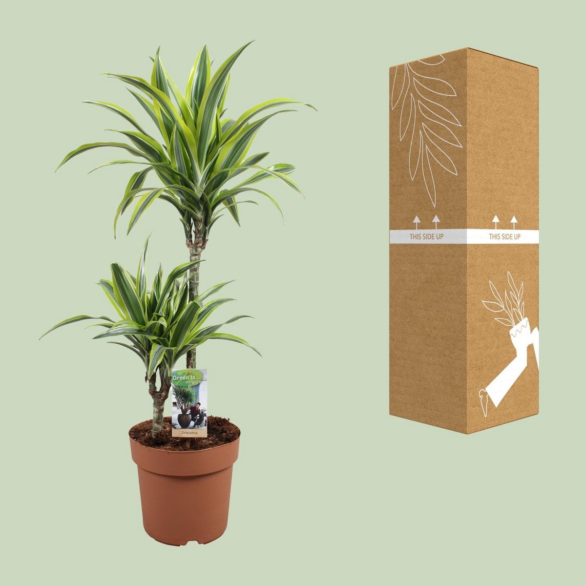 Dracaena Lemon Lime neben bruch- und transportsicherer Versandverpackung für Pflanzen