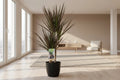 Dracaena Magenta Zimmerpflanze ca. 80 cm hoch im anthrazitfarbenen Brüssel-Topf Ø17 cm