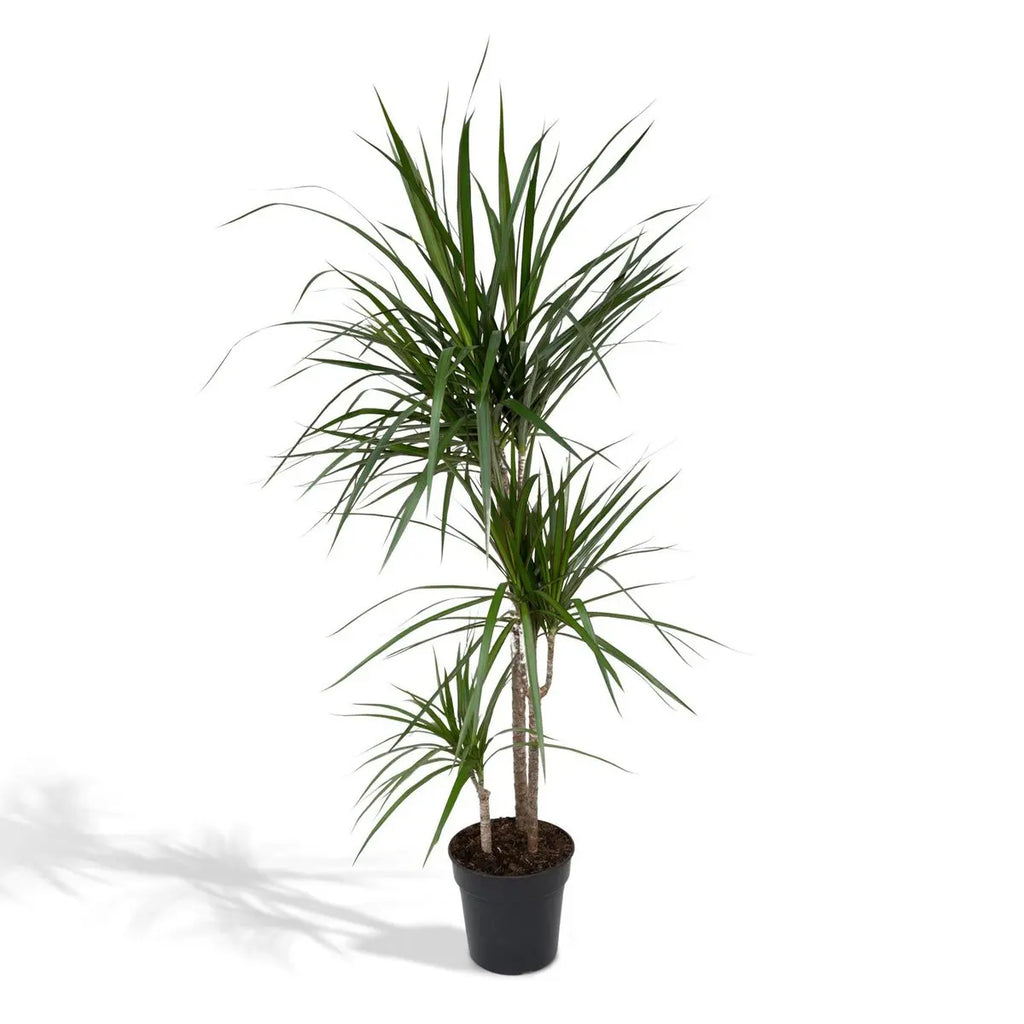 Dracaena Marginata Drachenbaum 115 cm im Kulturtopf Ø21 cm