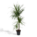 Dracaena Marginata Drachenbaum 115 cm im Kulturtopf Ø21 cm