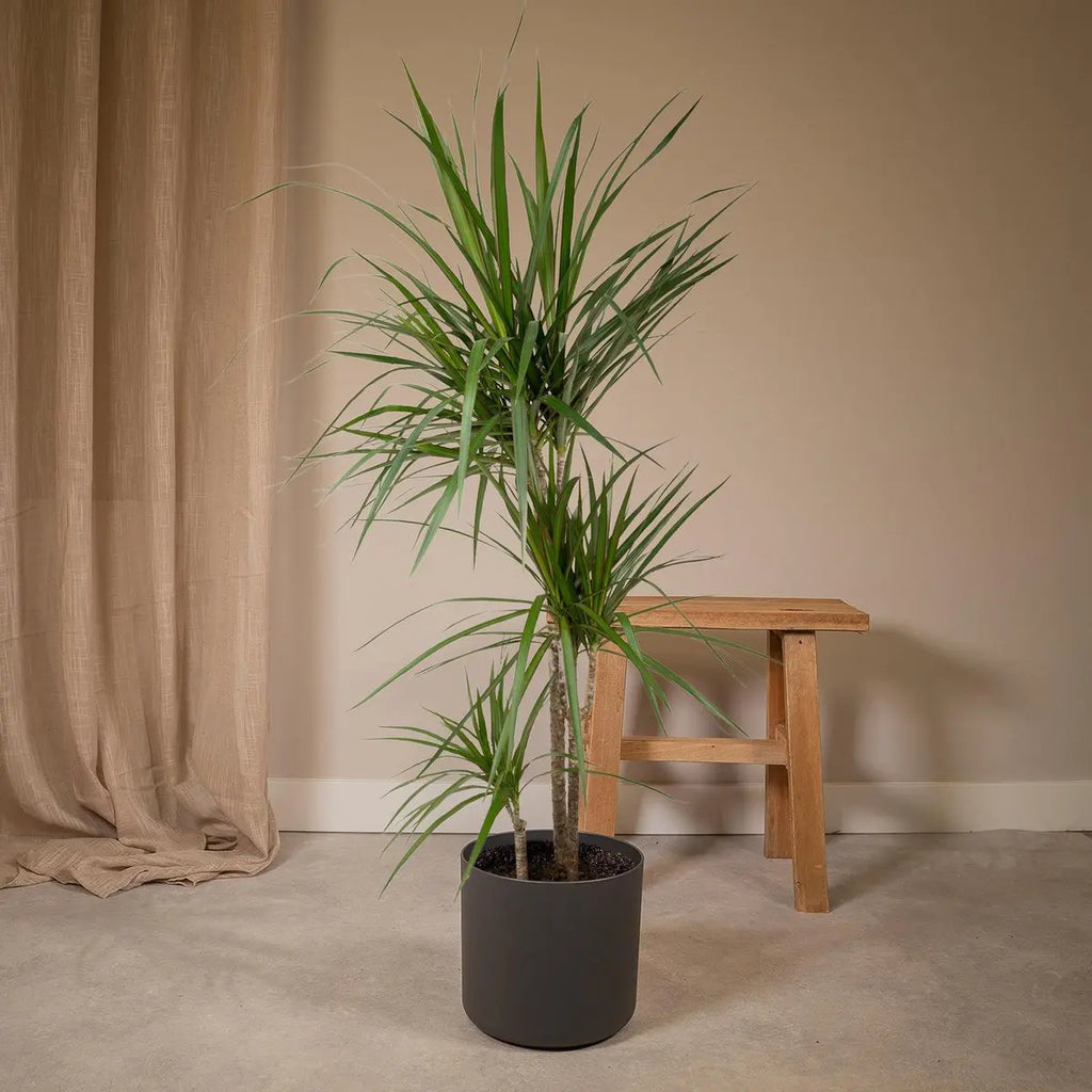 Dracaena Marginata als Zimmerpflanze im Wohnzimmer – aufrechter Wuchs