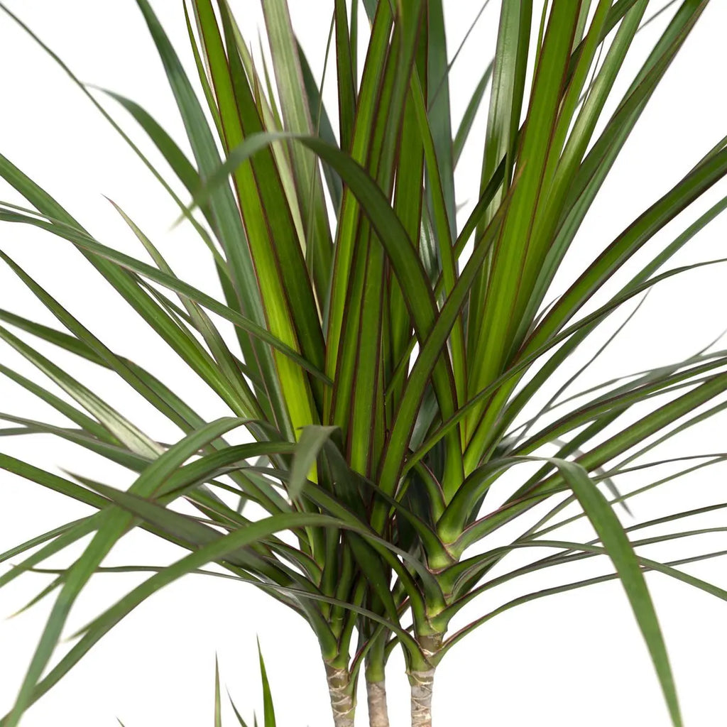 Nahaufnahme Dracaena Marginata Blätter mit roten Rändern