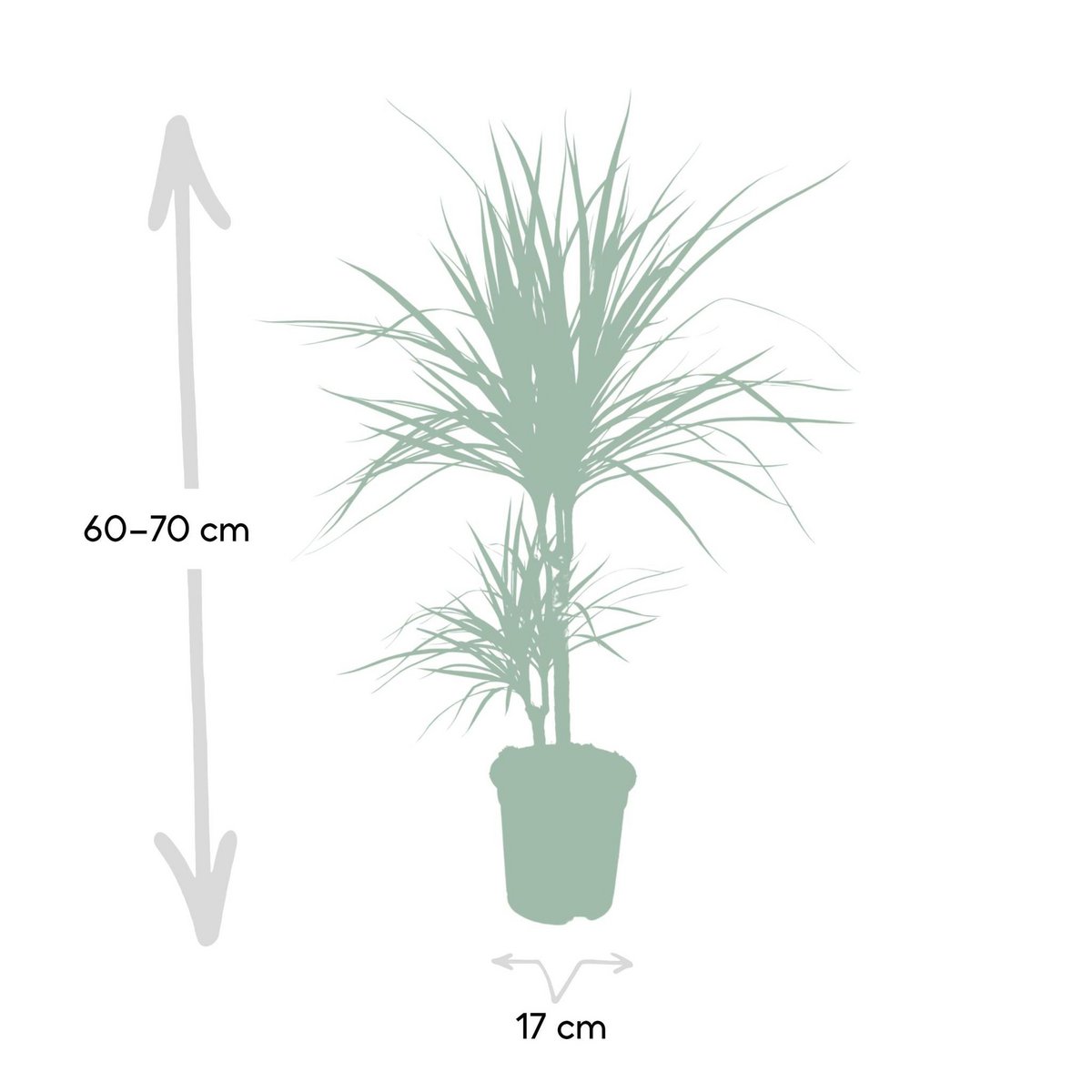 Größen-Visualisierung Lieferhöhe Dracaena Marginata
