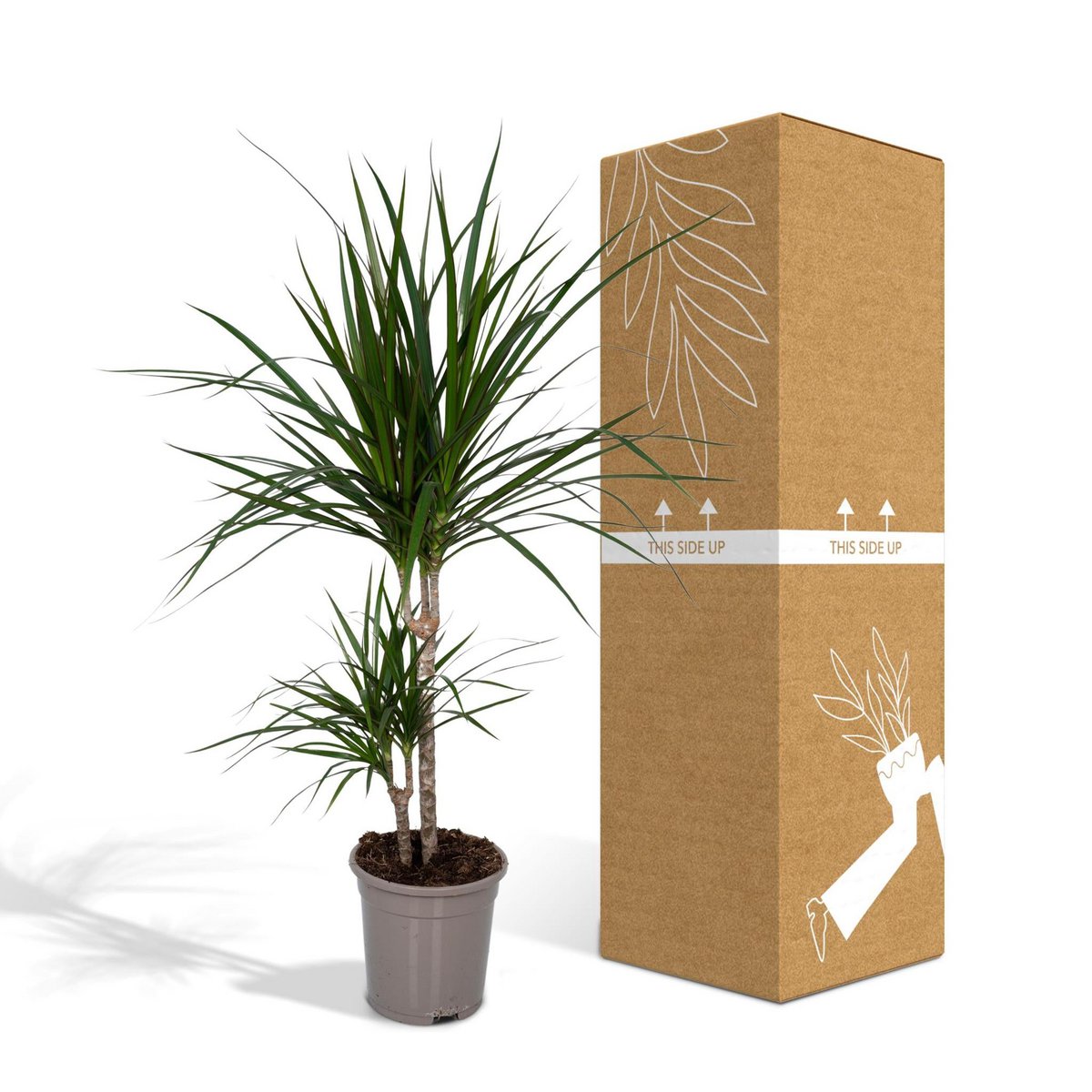 Lieferverpackung neben der Pflanze Dracaena Marginata