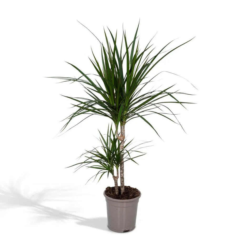 Dracaena Marginata Drachenbaum ca. 70 cm hoch im Topf Ø17 cm
