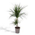 Dracaena Marginata Drachenbaum ca. 70 cm hoch im Topf Ø17 cm
