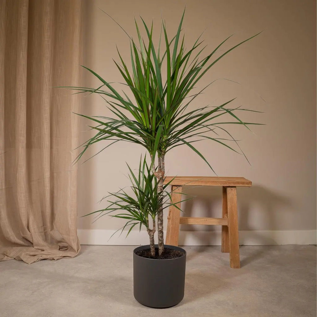 Dracaena Marginata im Topf dekorativ im Flur oder Eingangsbereich