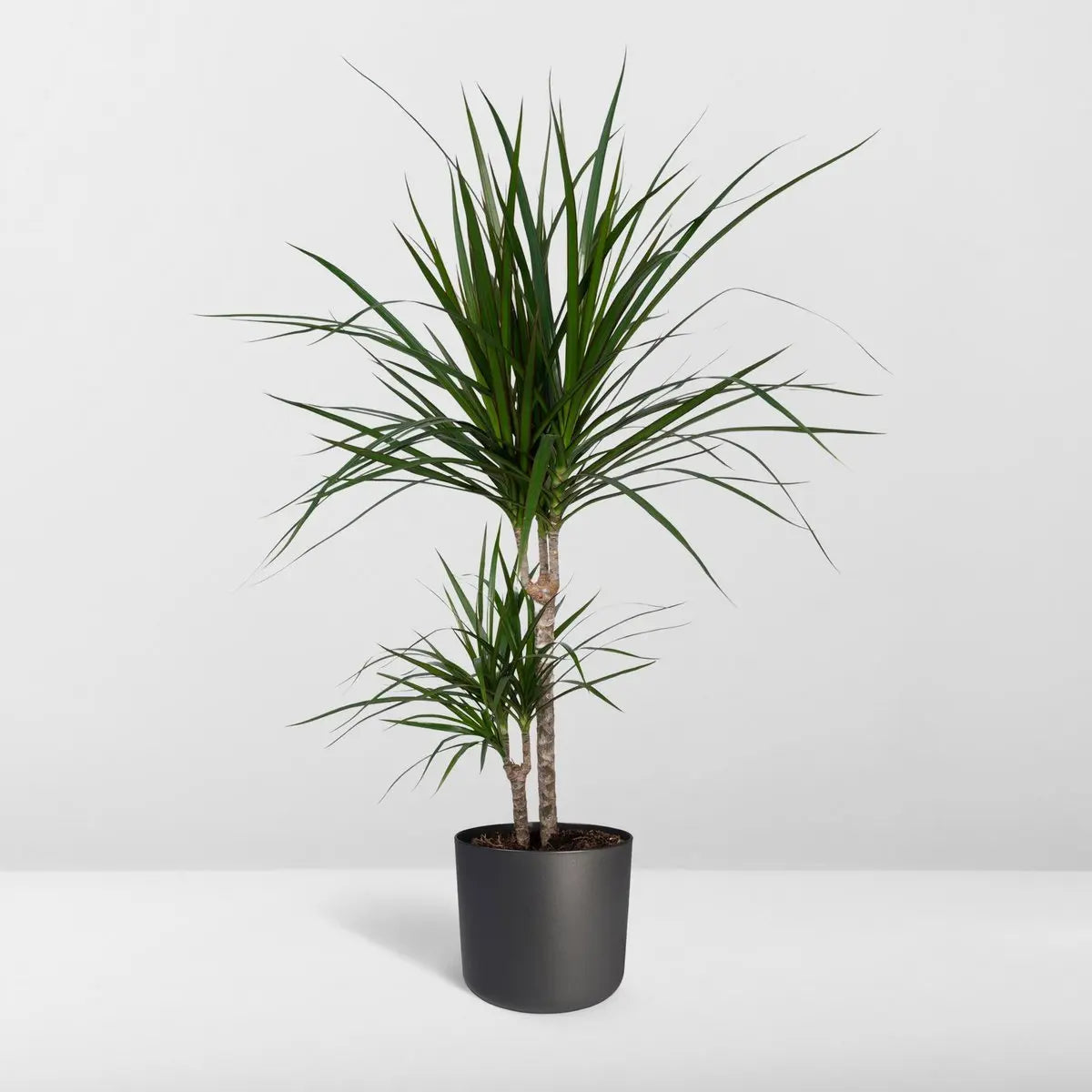 Drachenbaum Dracaena Marginata im Büro als luftiges, modernes Grün