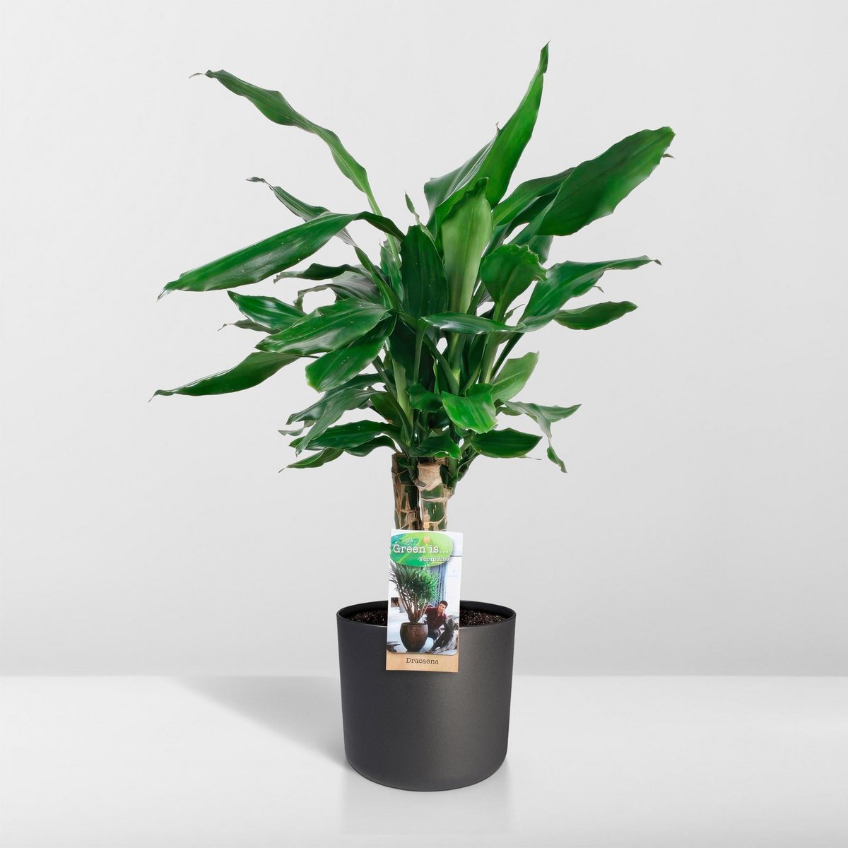Dracaena Steudneri im Wohnzimmer – dekorative Zimmerpflanze als Blickfang