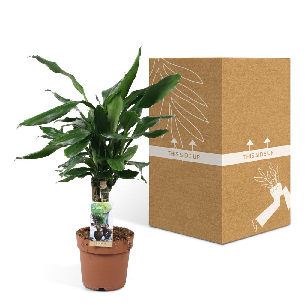 Dracaena Steudneri 4 neben bruch- und transportsicherer Versand-Verpackung