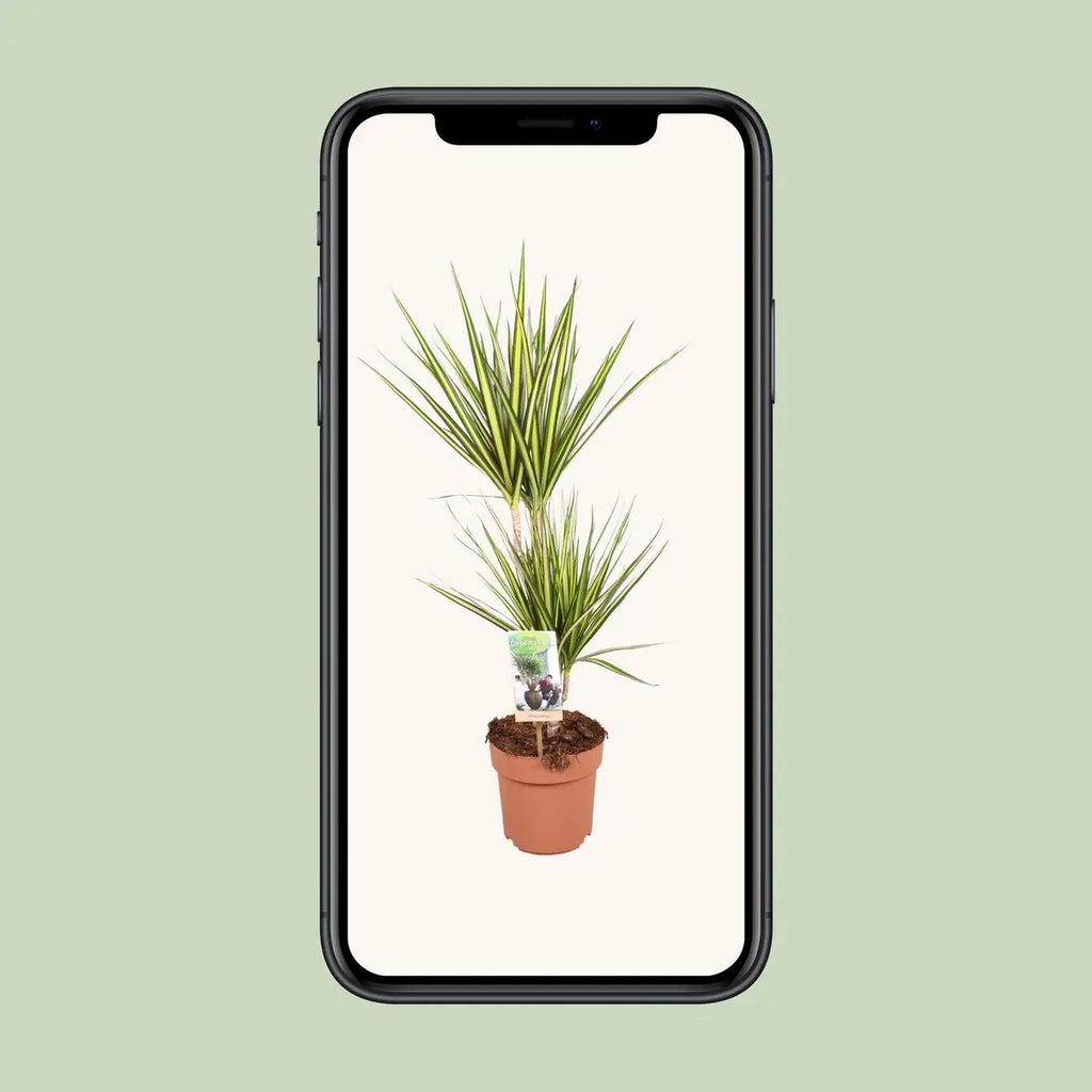 Mobil-Ansicht der Dracaena Pflanze mit freigestelltem Bildschirm-Hintergrunf