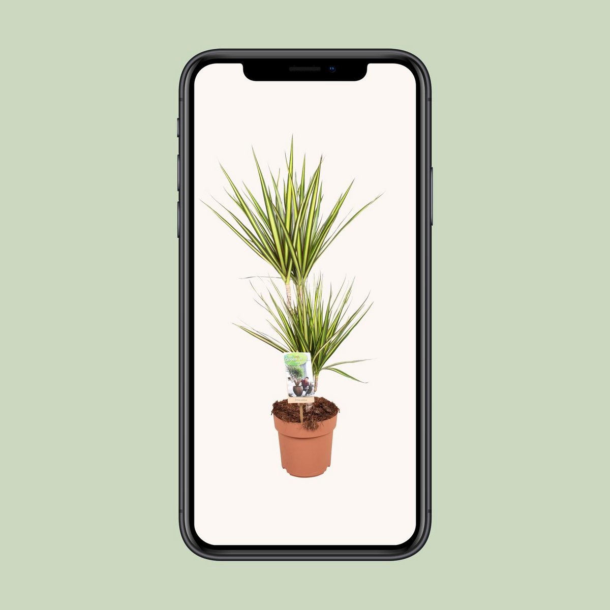 Mobil-Ansicht der Dracaena Pflanze mit freigestelltem Bildschirm-Hintergrunf