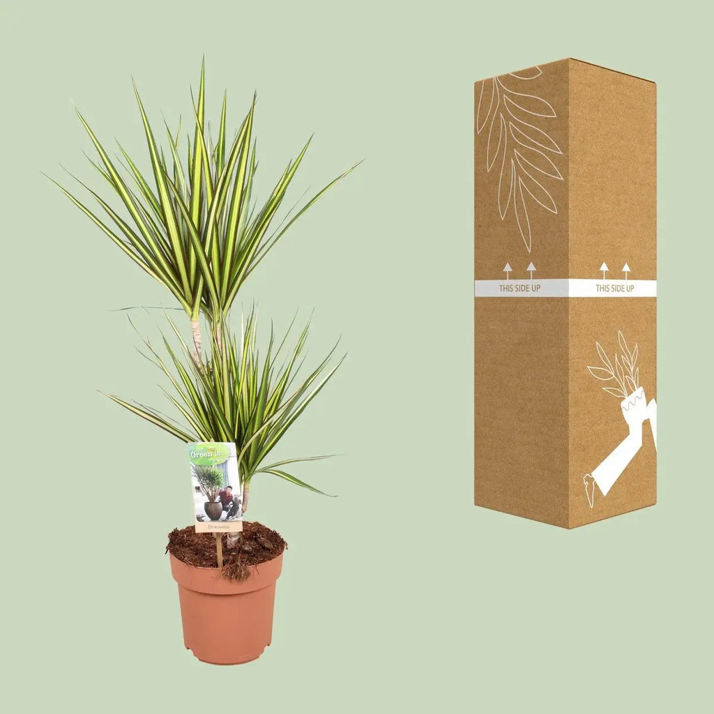 Dracaena Sunray mit tranportsicherer Versandverpackung, Abbildung der Pflanze bei Auslieferung