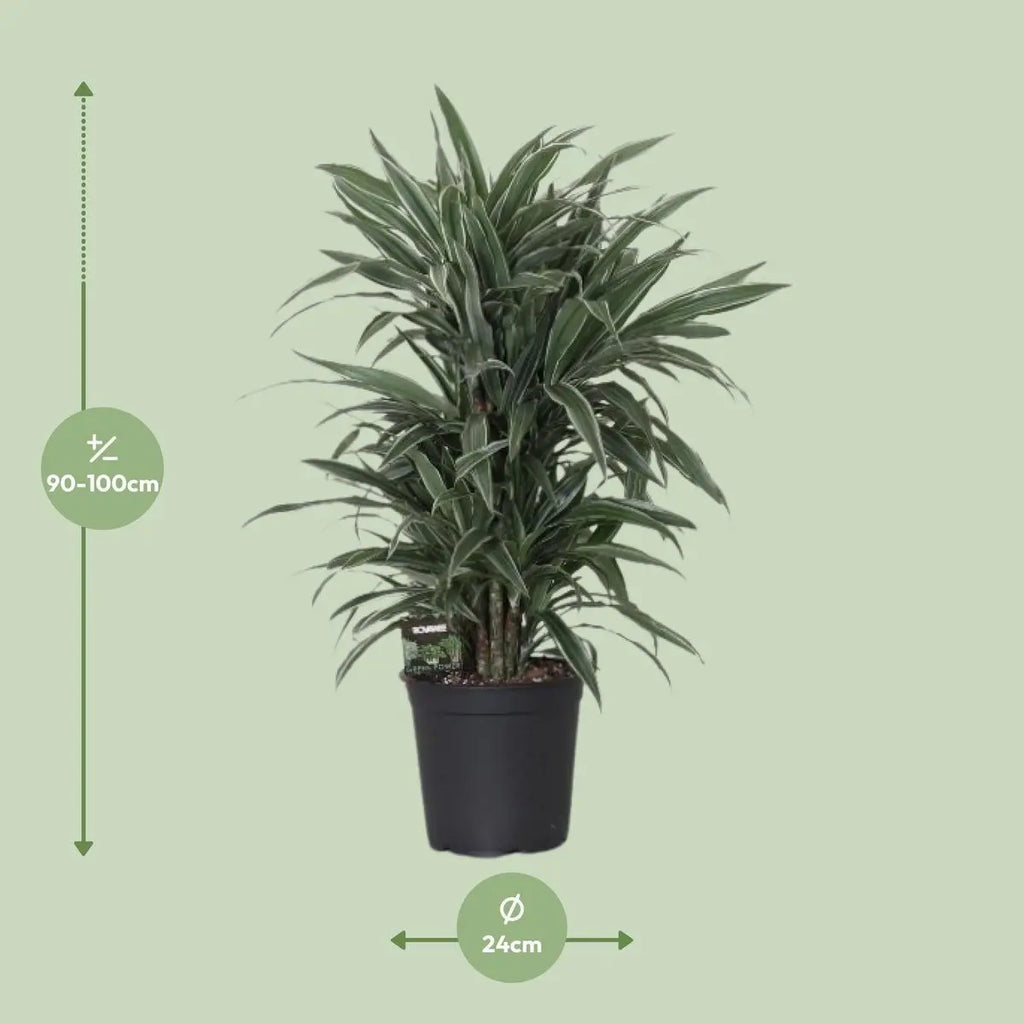 Dracaena Warneckei gruen weiss gestreifte Blaetter Größe bei Lieferung