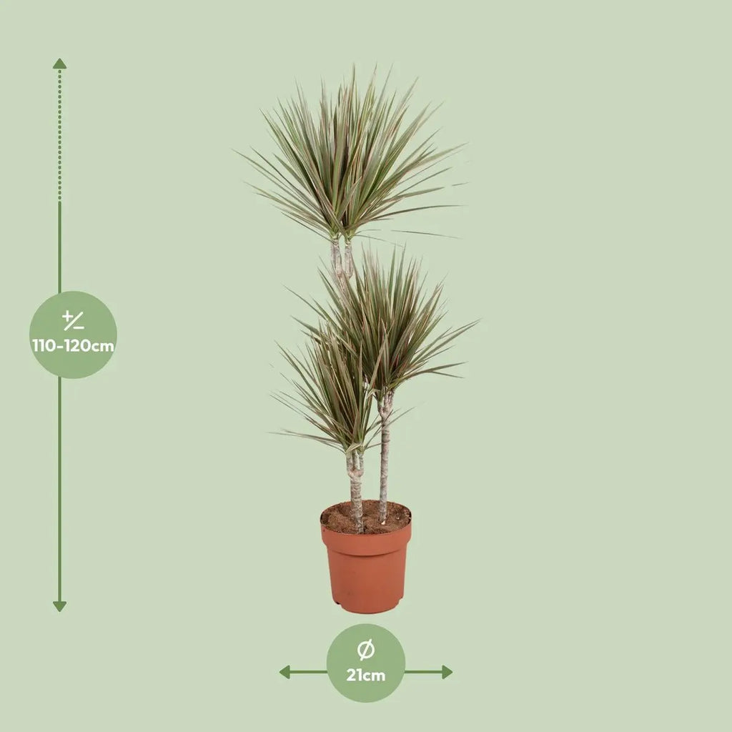 Dracaena Drachenbaum große grüne Zimmerpflanze Größenvergleich