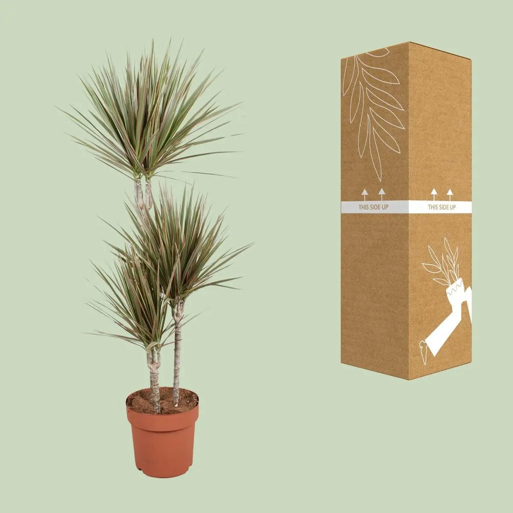 Dracaeaa bicolor mit transportsicherer Versand-Verpackung