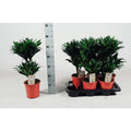 mehrere Dracaena compacta im Tray mit je 2 Stämmchen neben einem Maßband zur Visualisierung der Größe von 55 cm Höhe bei Lieferung