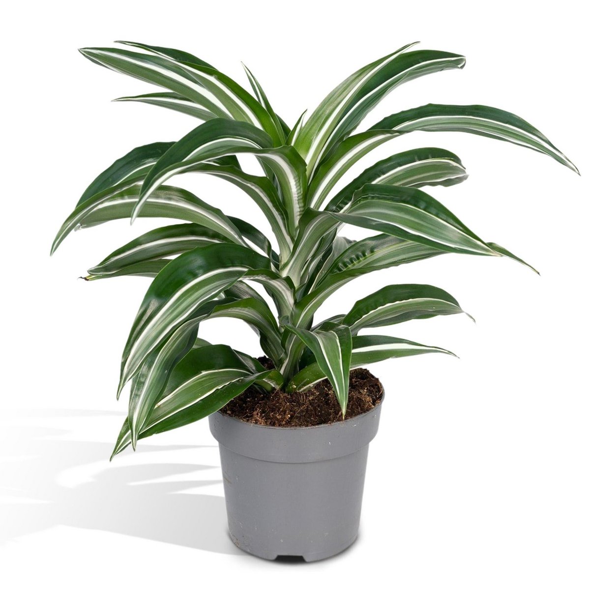Dracaena Fragrans Weißes Fell Zimmerpflanze helles Laub dekorativ