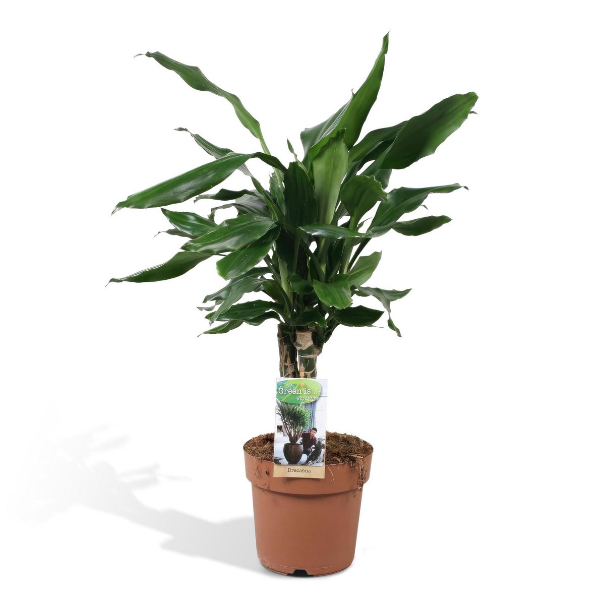 Dracaena fragrans Steudneri Grün – Zimmerpflanze mit breiten Blättern